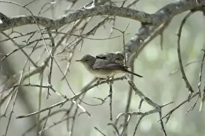 Olive Tree Warbler In olive grove Southern Turkey