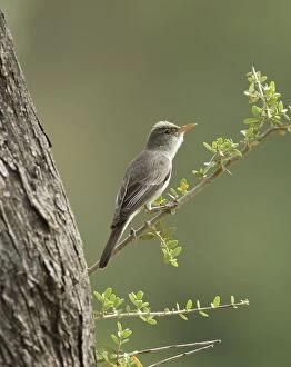 Images Dated 11th May 2011: Olive-tree Warbler - perched on Olive Tree branch - Southern Turkey - May