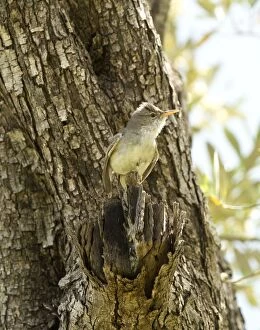 Images Dated 11th May 2011: Olive-tree Warbler - perched on Olive Tree branch - Southern Turkey - May