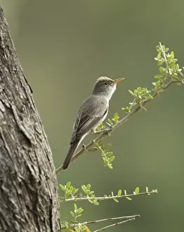 Olive-tree Warbler - perched on Olive Tree branch - Southern Turkey - May
