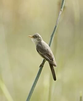 Images Dated 11th May 2011: Olive-tree Warbler - Southern Turkey - May