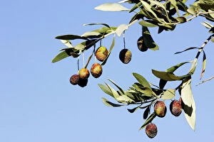 Images Dated 20th December 2005: Olive Trees & Fruit - La Drome Provencale - France