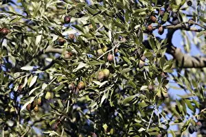 Olive Trees & Fruit - La Drome Provencale - France