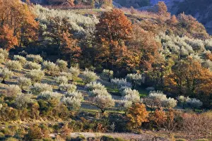 Orchards Prints: Olive Trees - La Drome Provencale - France
