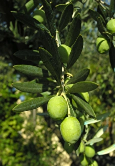 Images Dated 26th August 2005: Olive verdale - in a garden. Provence - France