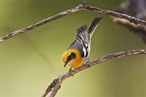 Olive Warbler - in the Chiricahua Mountains