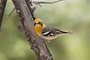 Images Dated 3rd July 2007: Olive Warbler - in the Chiricahua Mountains in southeastern AZ - July - USA