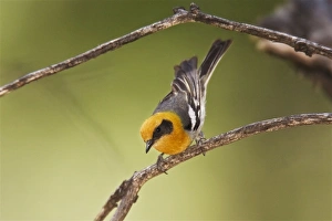 Images Dated 3rd July 2007: Olive Warbler - in the Chiricahua Mountains in southeastern AZ - July - USA