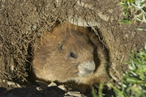 Images Dated 23rd July 2006: Olympic Marmot