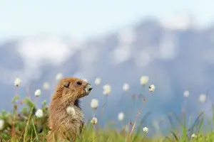 Alpine Prints: Olympic Marmot - On breeding grounds with Olympic Mountains in Background Olympic National Park