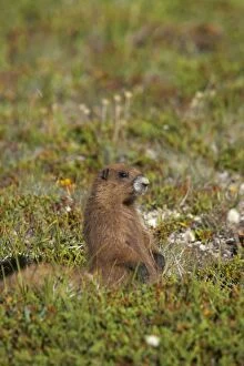 Olympic Marmot - On breeding grounds in subalpine meadow