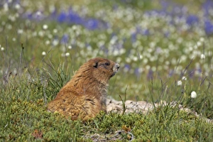Images Dated 12th May 2006: Olympic Marmot - On breeding grounds in subalpine meadow Olympic National Park, Washington State