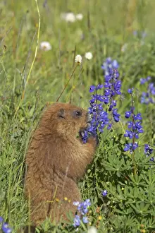 Olympic Marmot - Feeding on flowers in subalpine meadow Olympic National Park, Washington State, USA MA000342