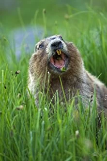 Images Dated 11th July 2006: Olympic Marmot (Marmota olympus)
