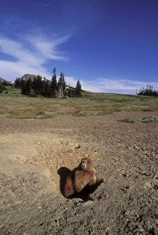 Images Dated 5th July 2004: Olympic Marmot Olympic National Park