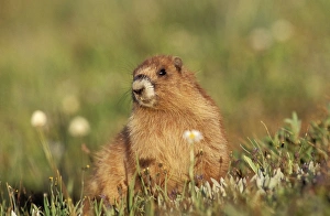 Images Dated 2nd July 2004: Olympic Marmot Olympic Nattional Park