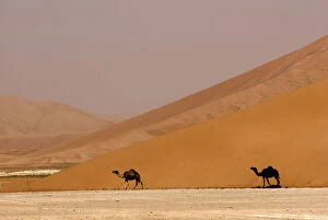 Dune Gallery: Oman, Rub Al Khali desert, camels (dromedaries)