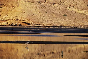 Oman; Sawadi; view of bird by lake with