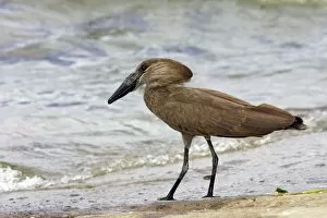 Images Dated 10th August 2006: Ombrette. Hammerkop. Scopus umbretta