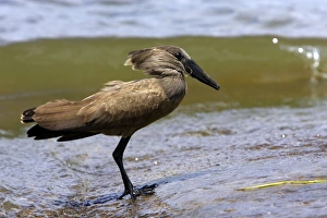 Images Dated 10th August 2006: Ombrette. Hammerkop. Scopus umbretta