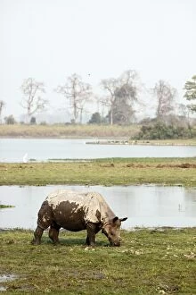 Images Dated 3rd March 2011: One-horned Rhinoceros