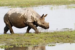 Images Dated 3rd March 2011: One-horned Rhinoceros