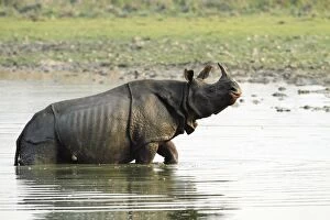Images Dated 5th March 2011: One-horned Rhinoceros