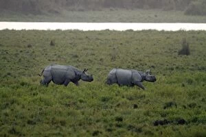 Images Dated 6th March 2011: One-horned Rhinoceros