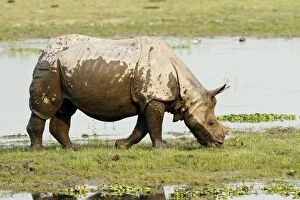 Images Dated 3rd March 2011: One-horned Rhinoceros - on the banks of River Brahamputra