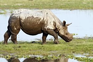 Images Dated 3rd March 2011: One-horned Rhinoceros - on the banks of River Brahamputra