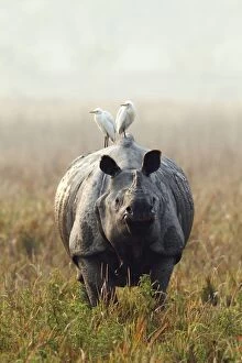 Images Dated 3rd March 2011: One-horned Rhinoceros - and Cattle Egret