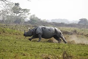 Images Dated 6th March 2011: One-horned Rhinoceros - Charging