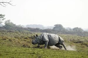 Images Dated 6th March 2011: One-horned Rhinoceros - charging