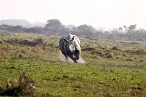 Images Dated 6th March 2011: One-horned Rhinoceros - Charging