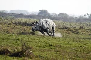 Images Dated 6th March 2011: One-horned Rhinoceros - charging