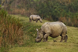 One-horned Rhinoceros feeding on the short