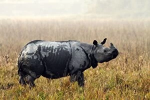 Images Dated 3rd March 2011: One-horned Rhinoceros - in the grassland on a misty morning