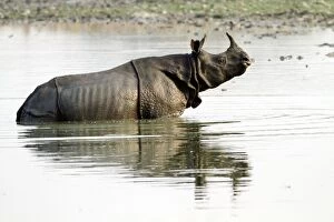 Images Dated 5th March 2011: One-horned Rhinoceros - in the lake