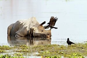 Images Dated 3rd March 2011: One-horned Rhinoceros - & Ravens - in the river One-horned Rhinoceros - & Ravens - in the river