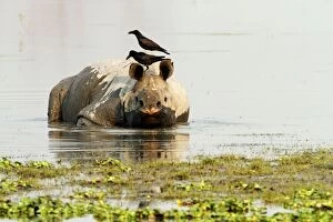 Images Dated 3rd March 2011: One-horned Rhinoceros - & Ravens - in the river One-horned Rhinoceros - & Ravens - in the river