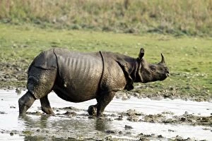 Images Dated 5th March 2011: One-horned Rhinoceros - in the swamps