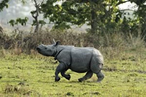 Images Dated 6th March 2011: One-horned Rhinoceros - young