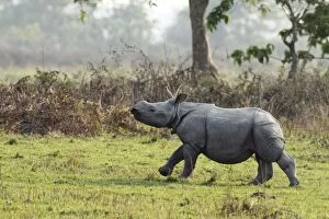 Images Dated 6th March 2011: One-horned Rhinoceros - young