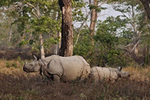 Back Gallery: One-horned Rhinoceros and young feeding