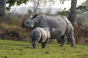 Images Dated 6th March 2011: One-horned Rhinoceros - & young - Kaziranga National One-horned Rhinoceros - & young - Kaziranga