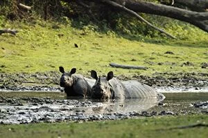 Images Dated 6th March 2011: One-horned Rhinoceros - & young in mud pool One-horned Rhinoceros - & young in mud pool