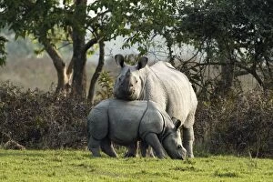 Images Dated 6th March 2011: One-horned Rhinoceros & young One-horned Rhinoceros & young