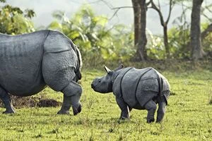 Images Dated 6th March 2011: One-horned Rhinoceros - & young One-horned Rhinoceros - & young