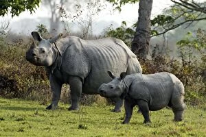 Images Dated 6th March 2011: One-horned Rhinoceros - & young One-horned Rhinoceros - & young