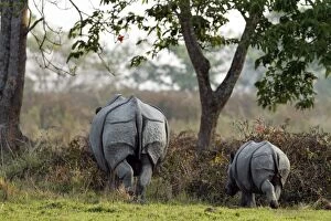 Images Dated 6th March 2011: One-horned Rhinoceros - & young one One-horned Rhinoceros - & young one